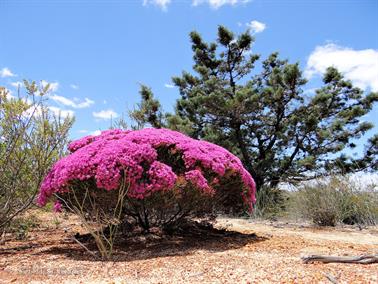 Wildflowers, Murchison River Gorge, Western Australia